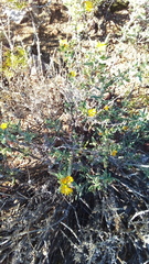 Mestoklema tuberosum