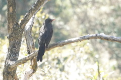 Turdus chiguanco