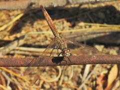 Trithemis annulata