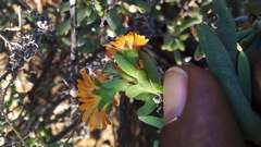 Mestoklema tuberosum