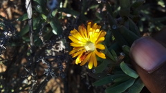 Mestoklema tuberosum