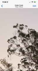 Calyptorhynchus lathami