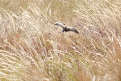 Gallinago andina