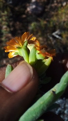 Mestoklema tuberosum