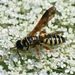 Five-banded Thynnid Wasp - Photo (c) Joe Bartok, some rights reserved (CC BY-NC), uploaded by Joe Bartok
