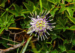 Passiflora karwinskii