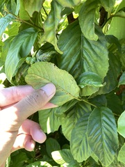 Maesa lanyuensis