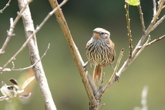 Asthenes urubambensis
