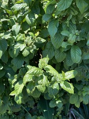 Maesa lanyuensis
