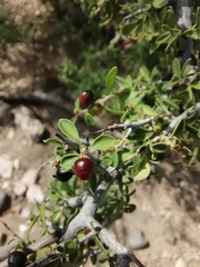 Condalia correllii