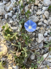 Ipomoea lindheimeri