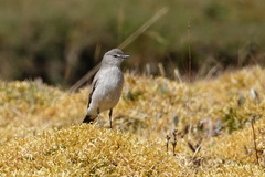 Muscisaxicola griseus