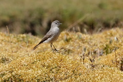 Muscisaxicola griseus