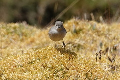 Muscisaxicola griseus