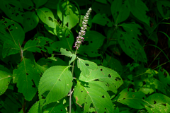 Comanthosphace formosana