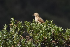 Anthus bogotensis