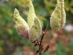 Asclepias syriaca