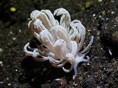 Phyllodesmium lizardense