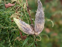 Asclepias syriaca
