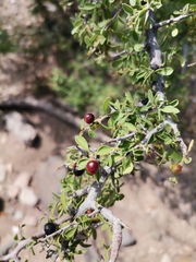 Condalia correllii