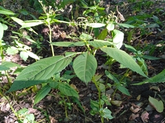 Impatiens parviflora