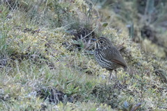 Grallaria andicolus