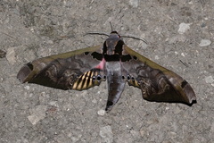 Adhemarius sexoculata