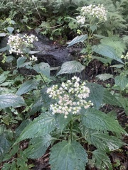 Ageratina roanensis