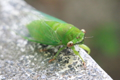 Chremistica ochracea