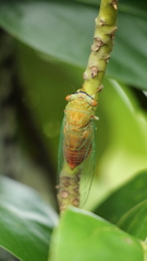 Chremistica ochracea