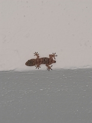 Tarentola mauritanica