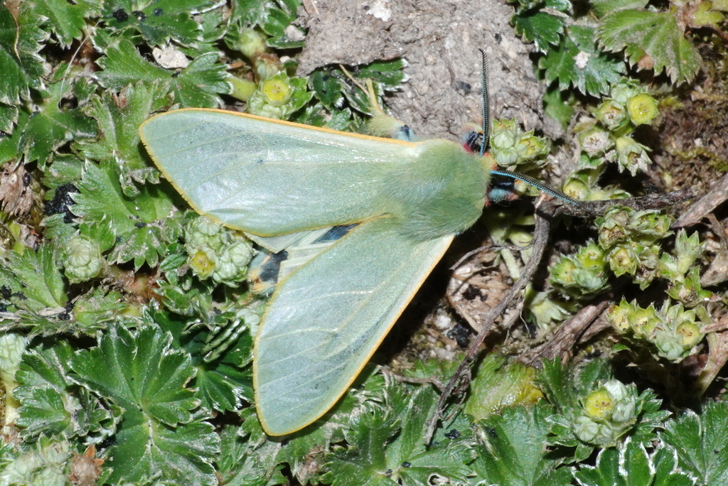 Hypomolis