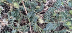 Tribulus terrestris