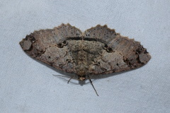 Melanolophia bugnathos