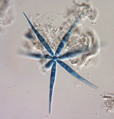 Flabellospora acuminata