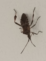 Leptoglossus occidentalis