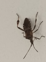 Leptoglossus occidentalis