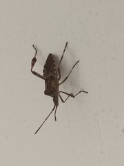 Leptoglossus occidentalis