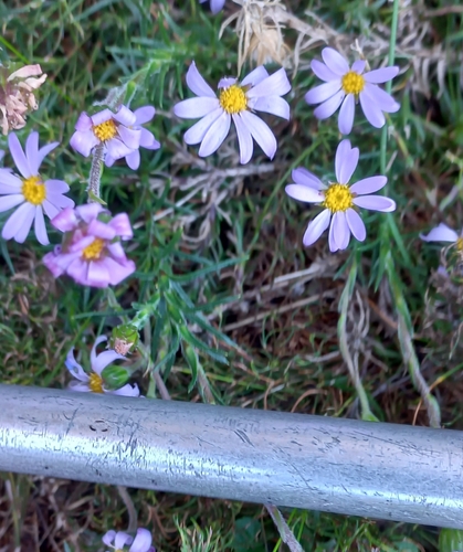 Image of Zyrphelis taxifolia by no rights reserved
