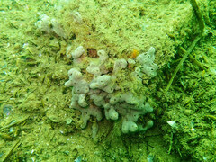 Lissoclinum perforatum