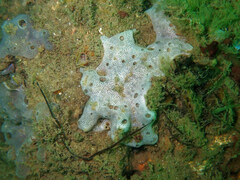 Lissoclinum perforatum