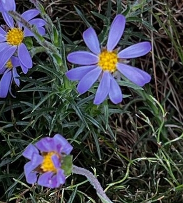 Image of Zyrphelis taxifolia by no rights reserved