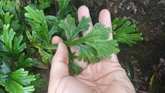Selaginella doederleinii