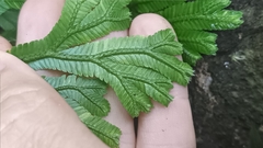 Selaginella doederleinii