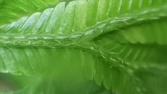 Selaginella doederleinii