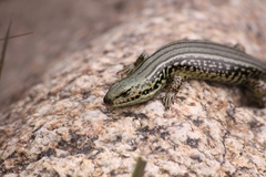 Eulamprus kosciuskoi