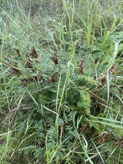 Astragalus propinquus