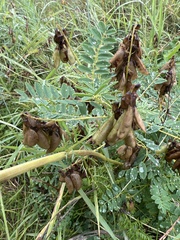 Astragalus propinquus