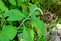 Comanthosphace formosana