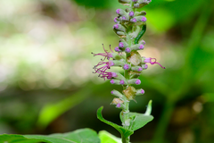 Comanthosphace formosana